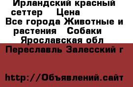 Ирландский красный сеттер. › Цена ­ 30 000 - Все города Животные и растения » Собаки   . Ярославская обл.,Переславль-Залесский г.